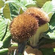 Old flowers / Seedheads